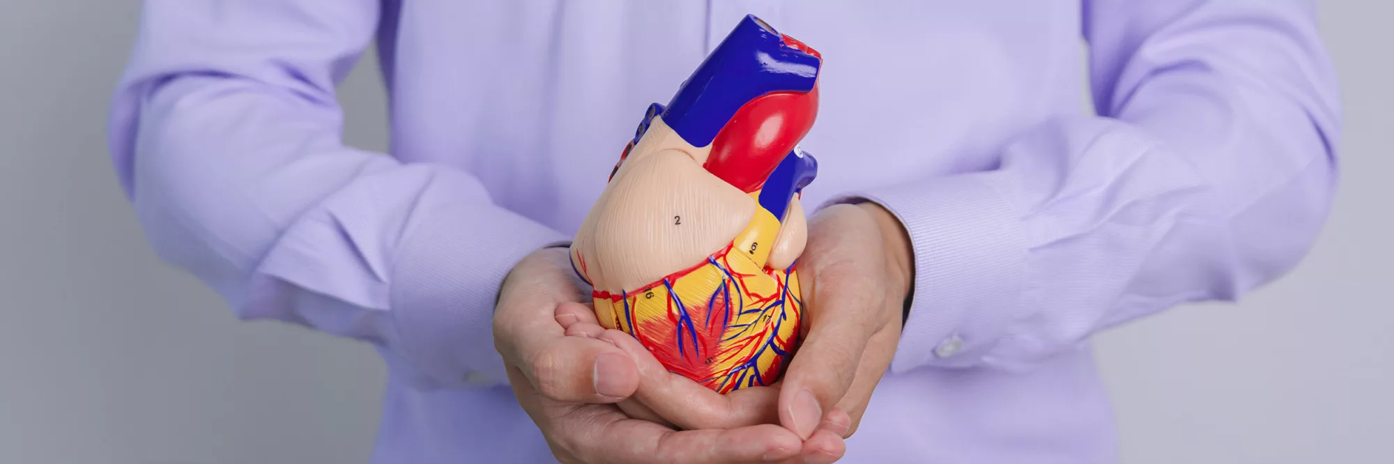 holding heart diagram model assembled