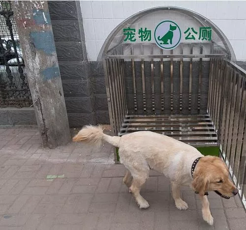 Public toilets for dogs in China. 